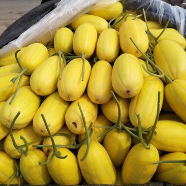 丰田甜瓜1.5斤以上香瓜哈密瓜基地品种上百种