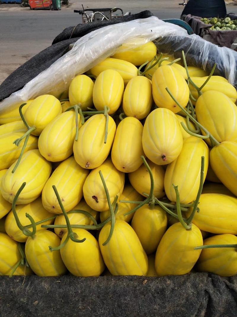 丰田甜瓜1.5斤以上香瓜哈密瓜基地品种上百种