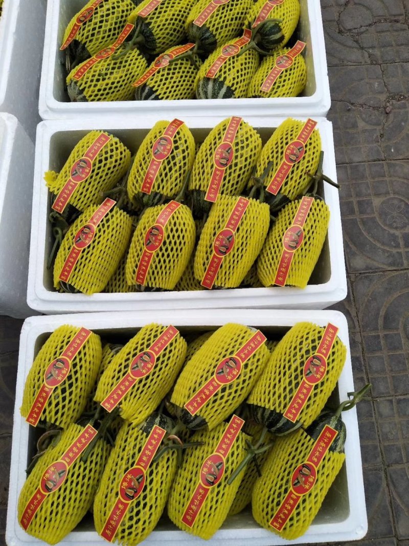花蕾一号甜瓜，产地直销，实力代办！品种上百种