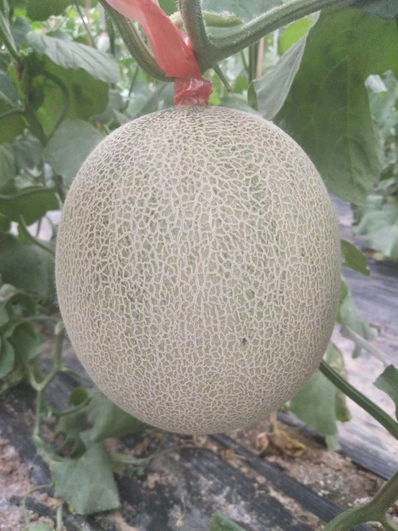 花蕾一号甜瓜，产地直销，实力代办！品种上百种
