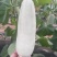 花蕾一号甜瓜，产地直销，实力代办！品种上百种