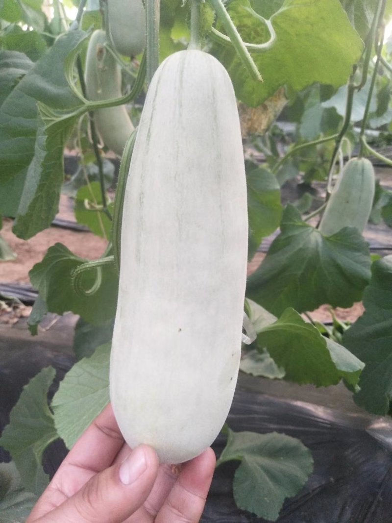 花蕾一号甜瓜，产地直销，实力代办！品种上百种