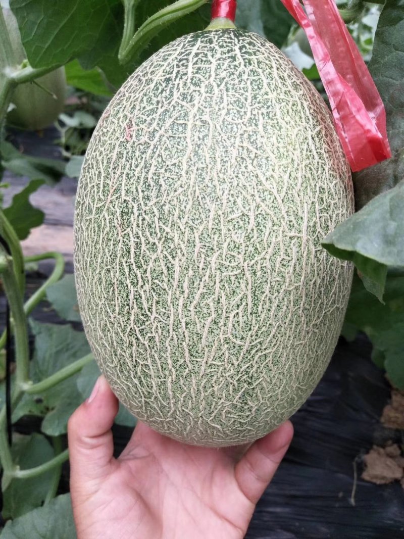 花蕾一号甜瓜，产地直销，实力代办！品种上百种