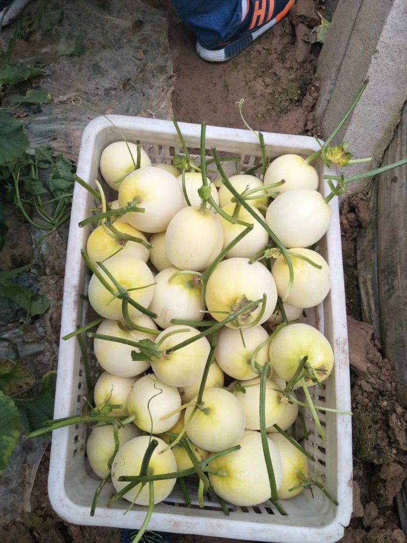 花蕾一号甜瓜，产地直销，实力代办！品种上百种