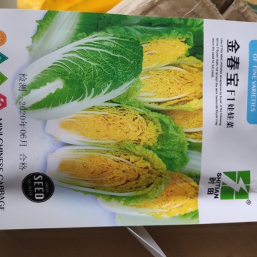 金春宝娃娃菜种子早熟黄心耐抽苔