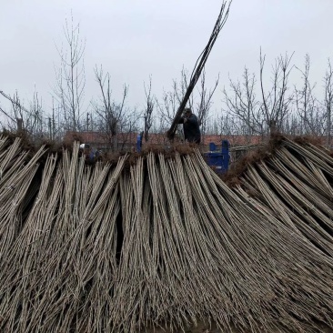 杨树苗，优质107速生杨树苗、优质无絮杨扦插段