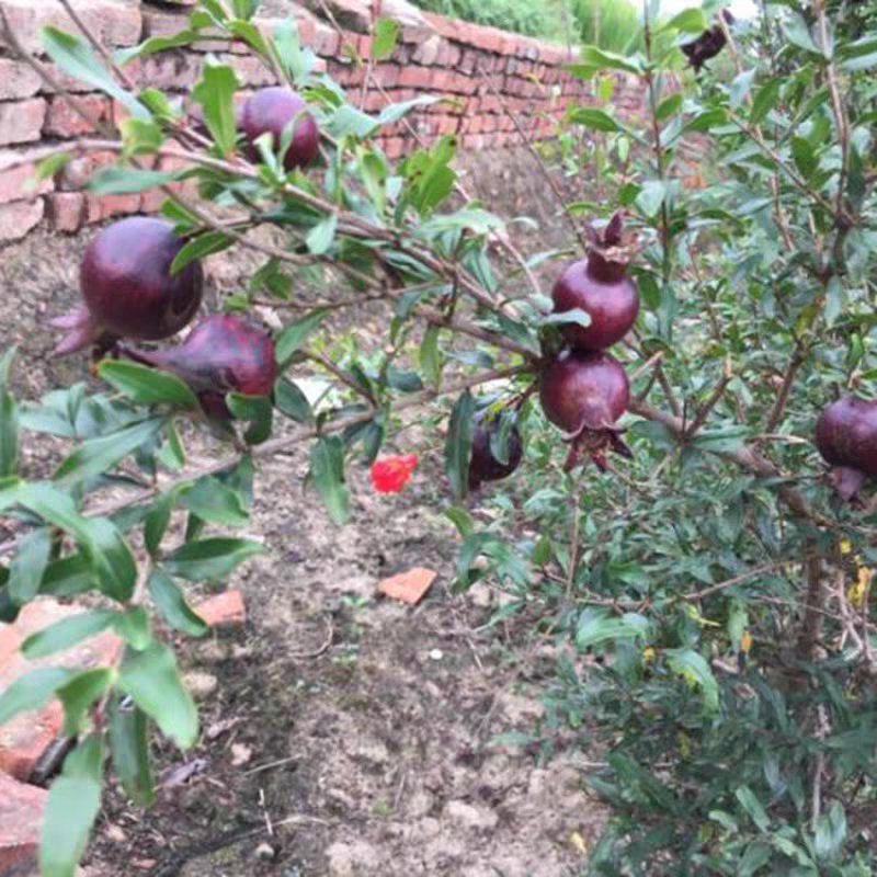 正宗墨石榴苗现挖现卖包质量基地直销