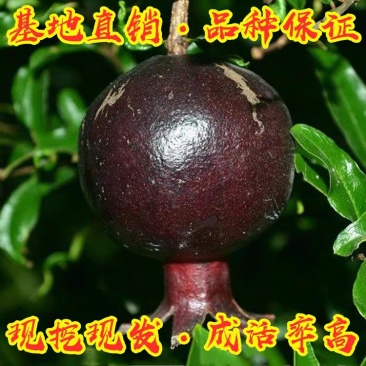 正宗墨石榴苗现挖现卖包质量基地直销