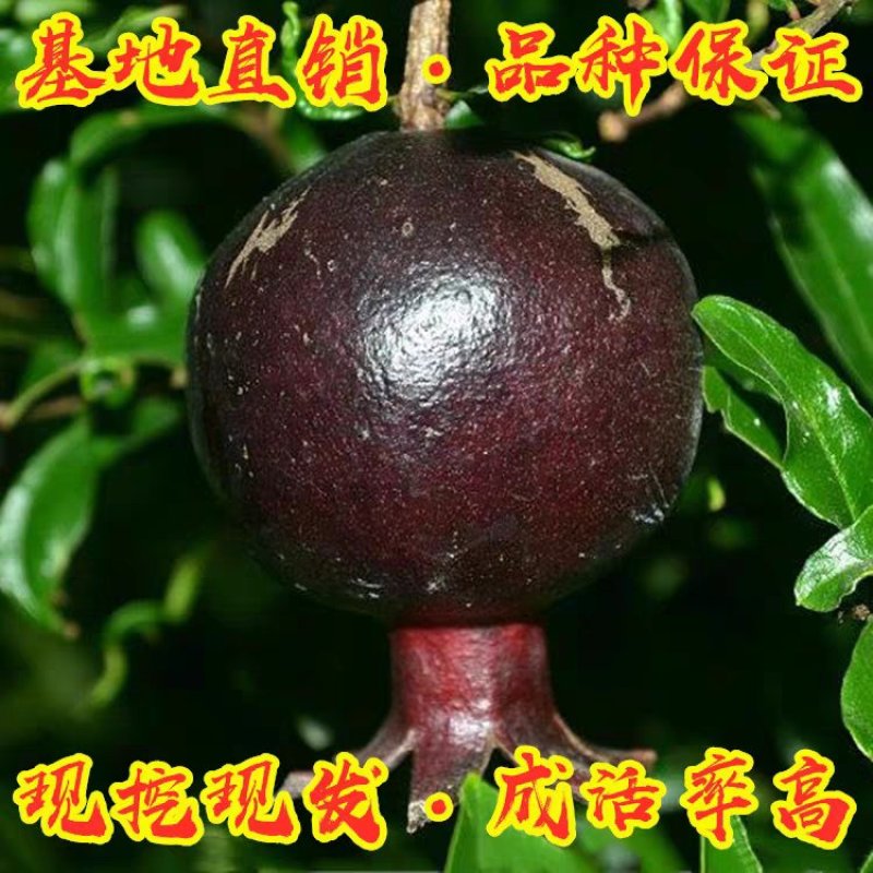正宗墨石榴苗现挖现卖包质量基地直销