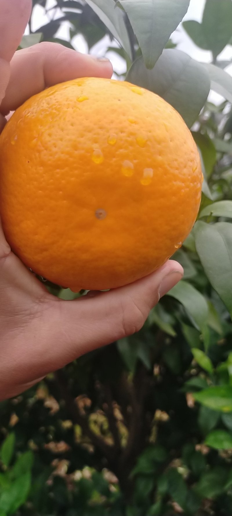 广西桂林全州一级沃柑产地，皮细，果亮，口感好