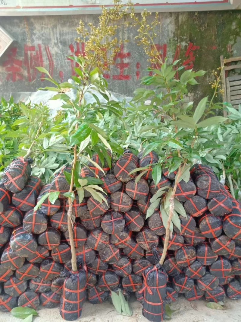 荔枝苗仙进奏观音绿无核荔枝桂味荔枝妃子笑荔枝苗