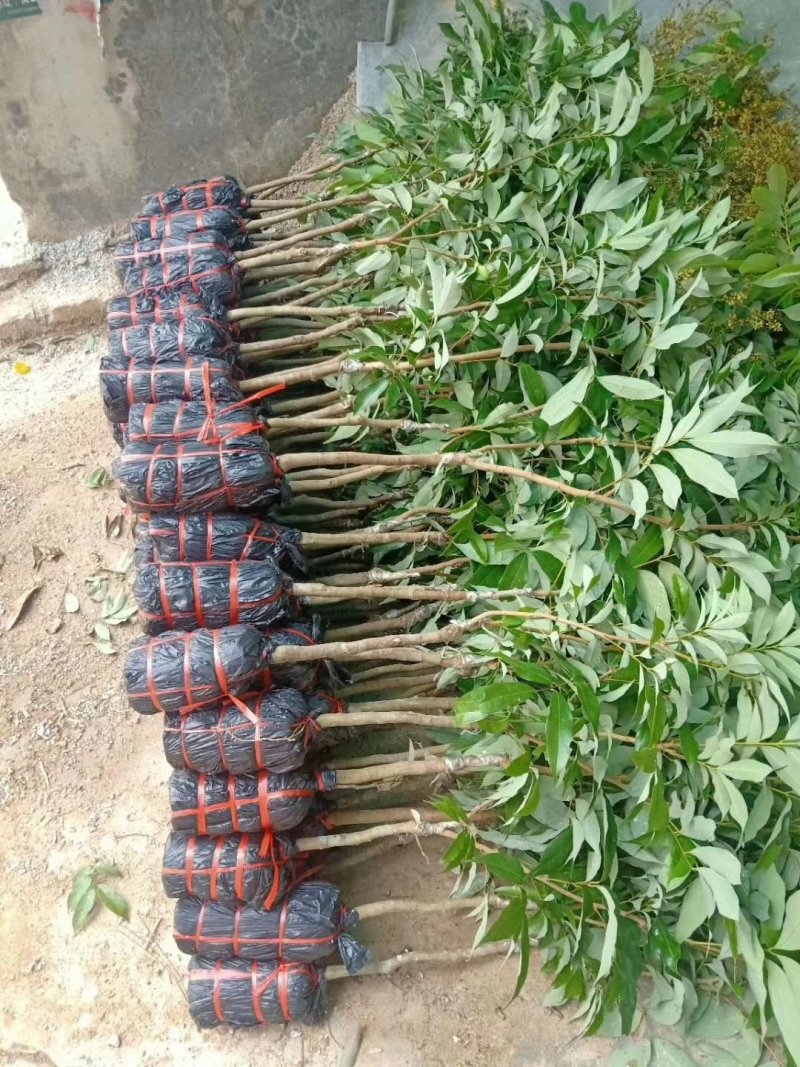 荔枝苗仙进奏观音绿无核荔枝桂味荔枝妃子笑荔枝苗