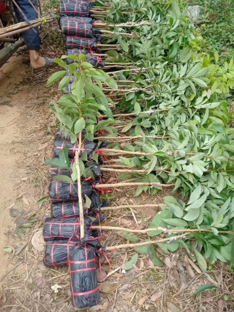 荔枝苗仙进奏观音绿无核荔枝桂味荔枝妃子笑荔枝苗