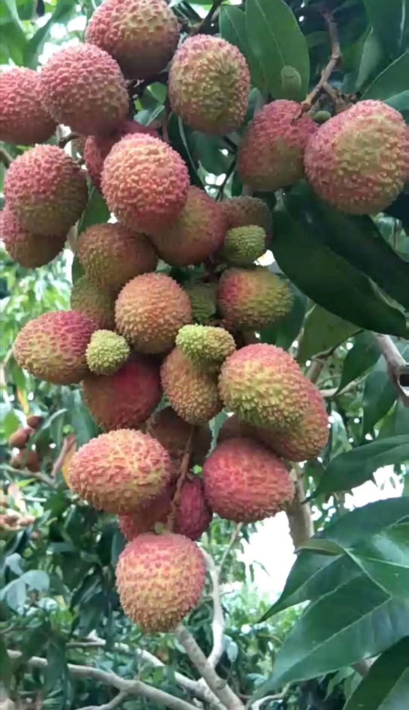 荔枝苗仙进奏观音绿无核荔枝桂味荔枝妃子笑荔枝苗
