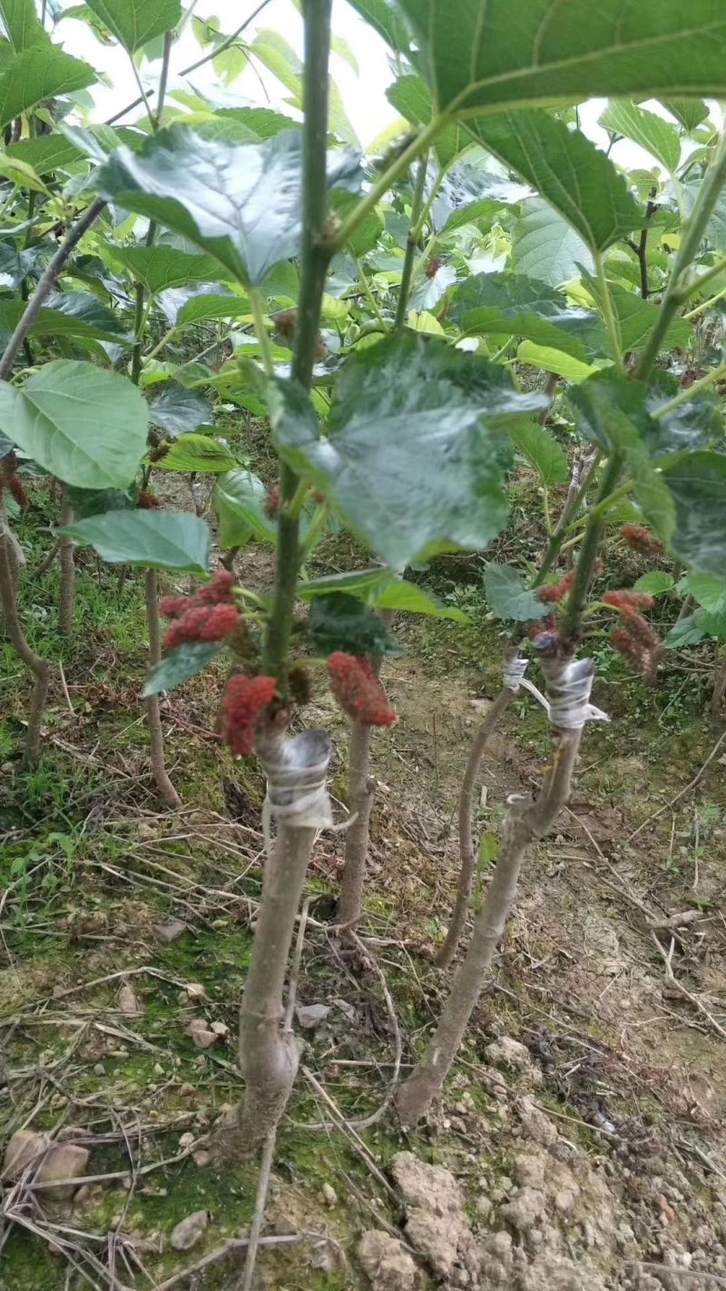 桑树苗四季长果桑树苗无籽大果桑苗地栽盆果当年结果