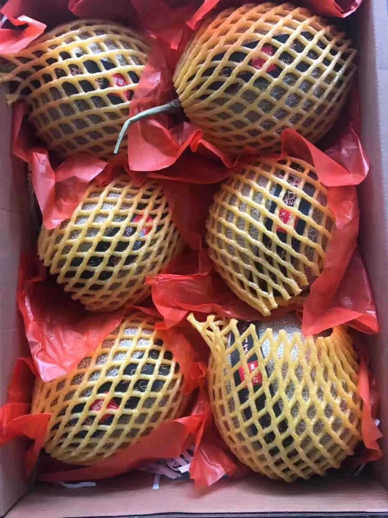 【网红水果】日本引进品种海南玫珑蜜瓜，软蜜瓜，网纹瓜