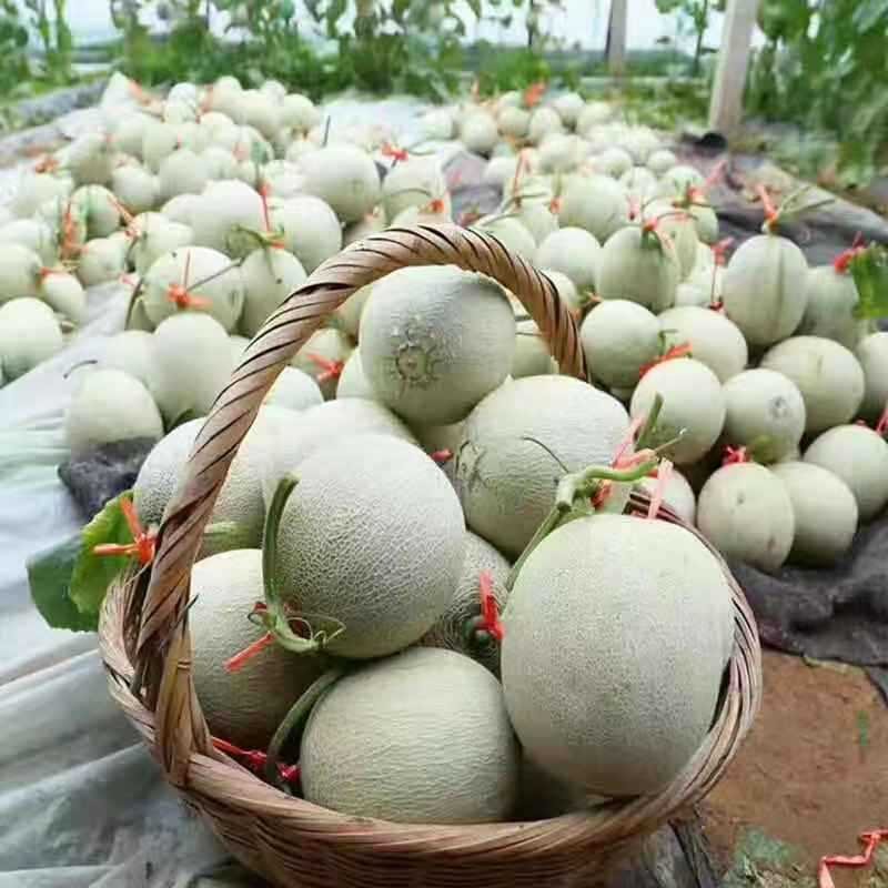 【网红水果】日本引进品种海南玫珑蜜瓜，软蜜瓜，网纹瓜