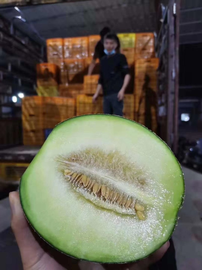 【网红水果】日本引进品种海南玫珑蜜瓜，软蜜瓜，网纹瓜