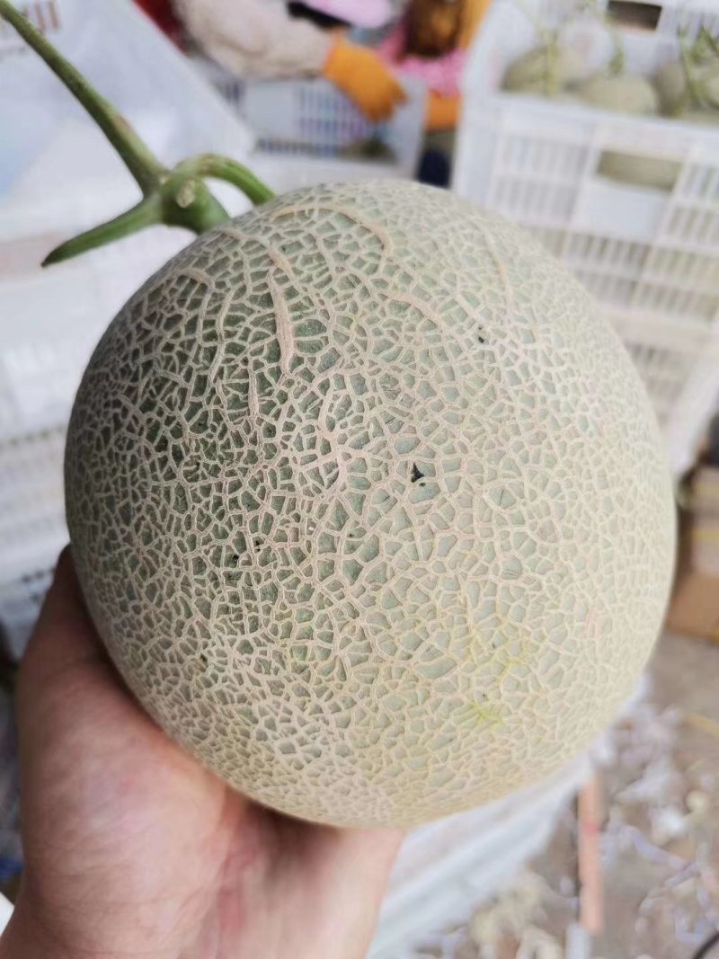 【网红水果】日本引进品种海南玫珑蜜瓜，软蜜瓜，网纹瓜