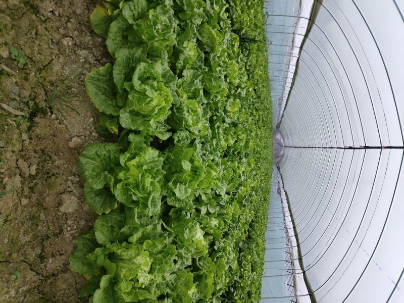 意大利生菜产地苏州吴江区