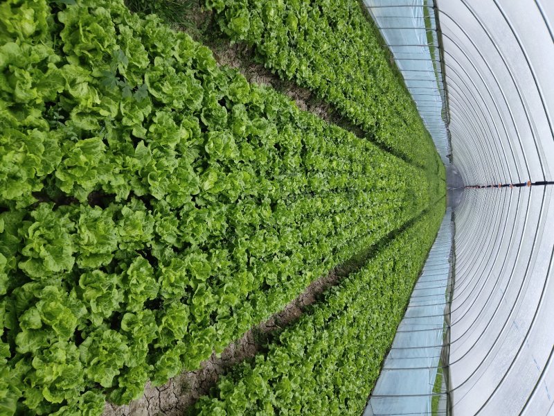 意大利生菜产地苏州吴江区