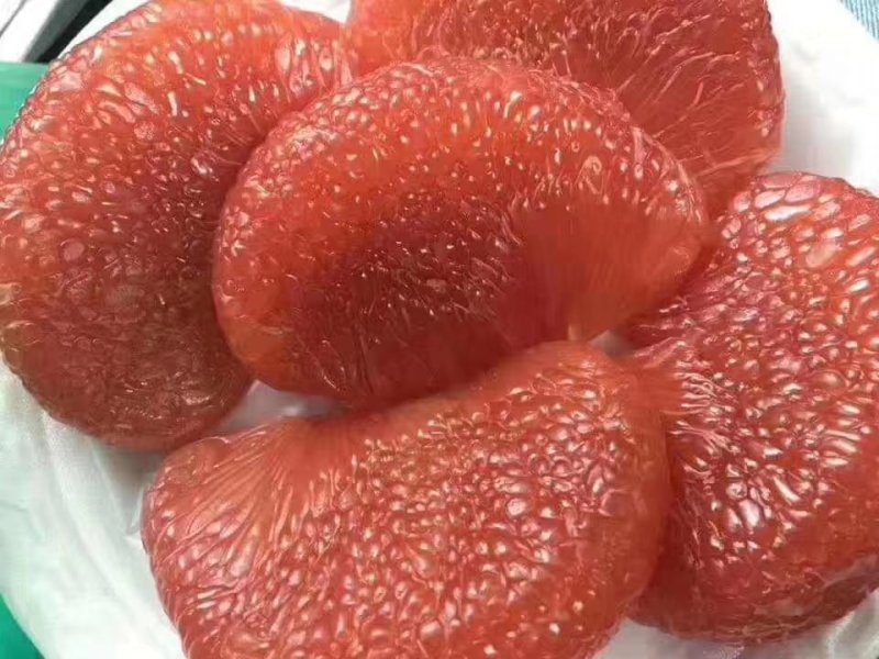 沙田柚子苗三红蜜柚果树苗青皮红肉柚子红宝石苗
