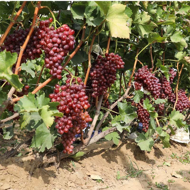 麦当娜红宝石葡萄苗果肉香甜含糖高口感好