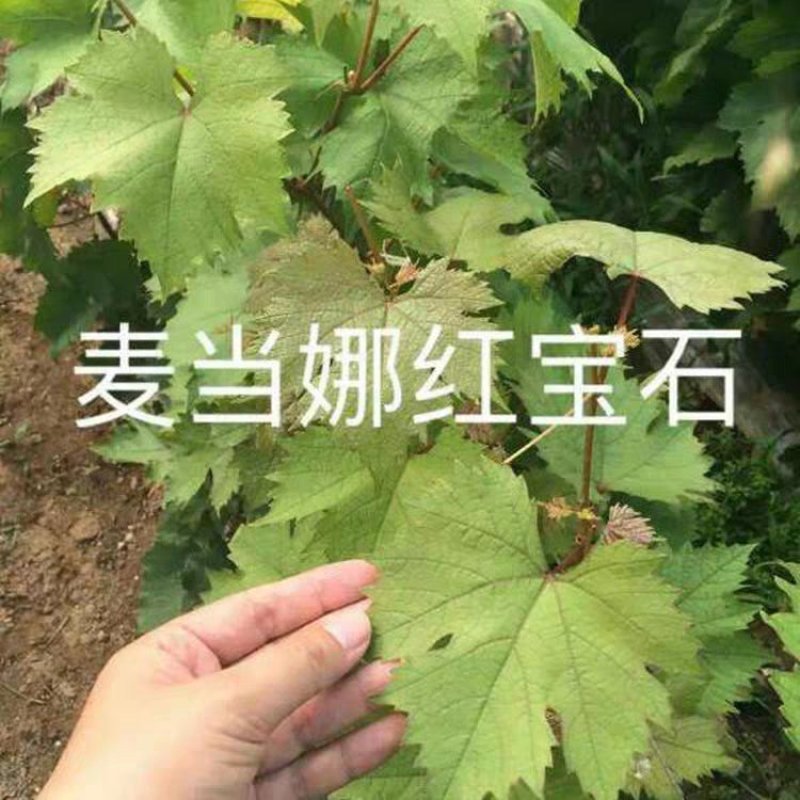 麦当娜红宝石葡萄苗果肉香甜含糖高口感好