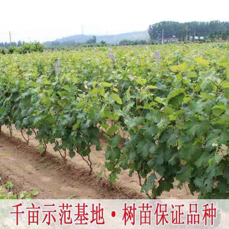麦当娜红宝石葡萄苗果肉香甜含糖高口感好