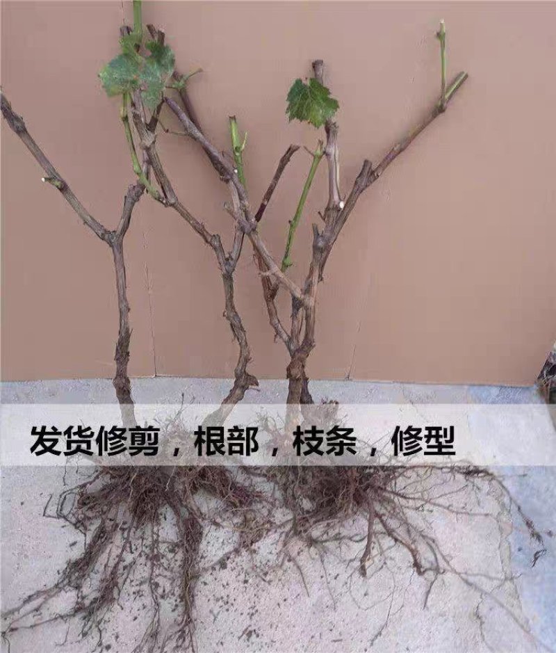 麦当娜红宝石葡萄苗果肉香甜含糖高口感好