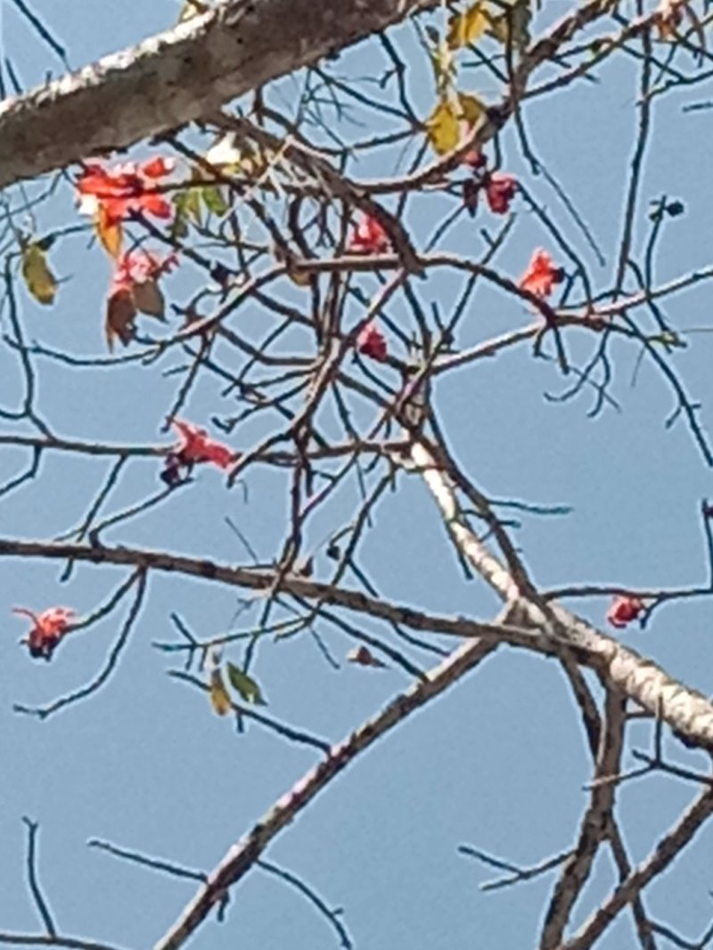 木棉花。需要的联系我。我有货
