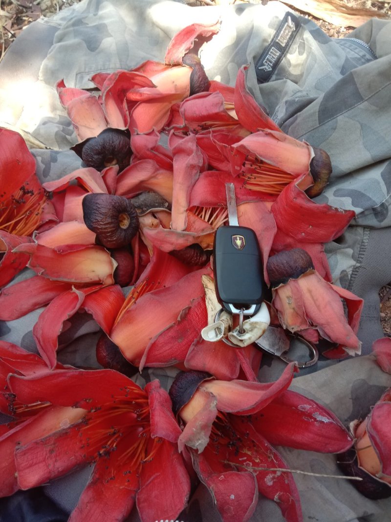 木棉花。需要的联系我。我有货