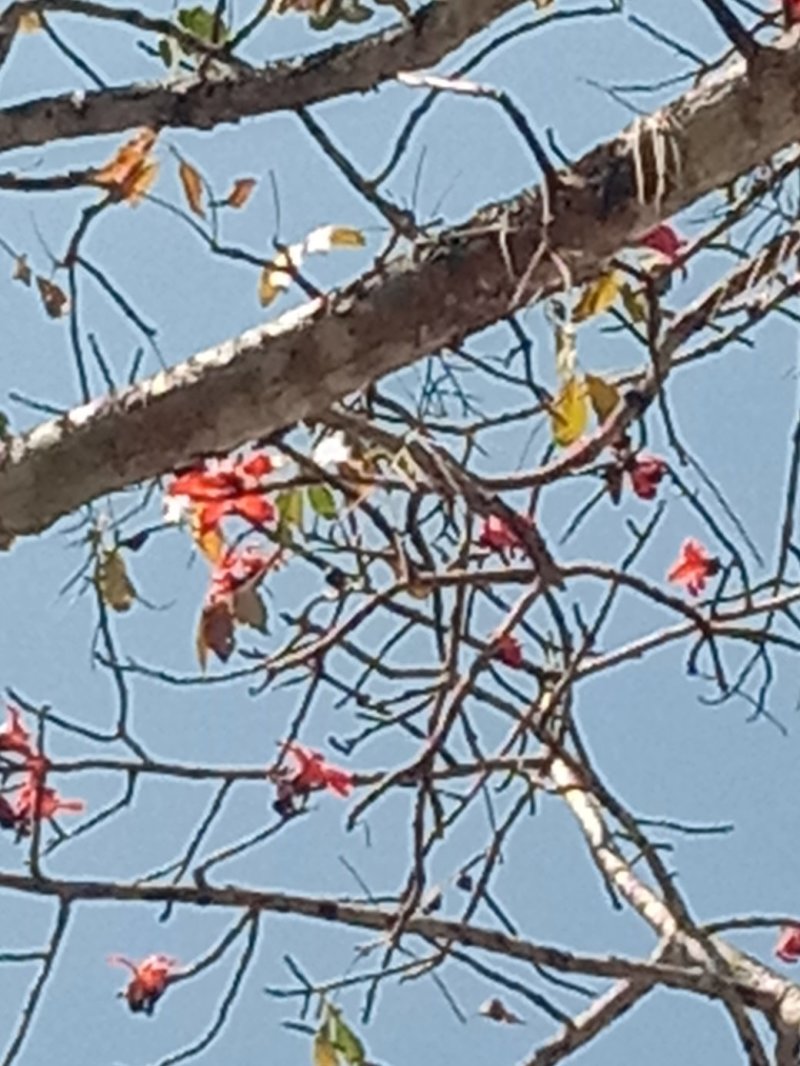 木棉花。需要的联系我。我有货