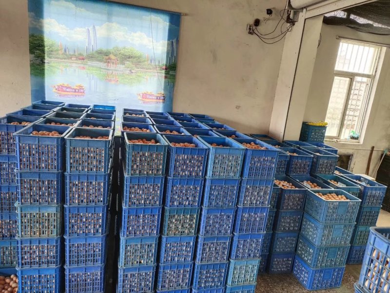 精品土鸡蛋，绿壳蛋360、480枚装鸡蛋批发