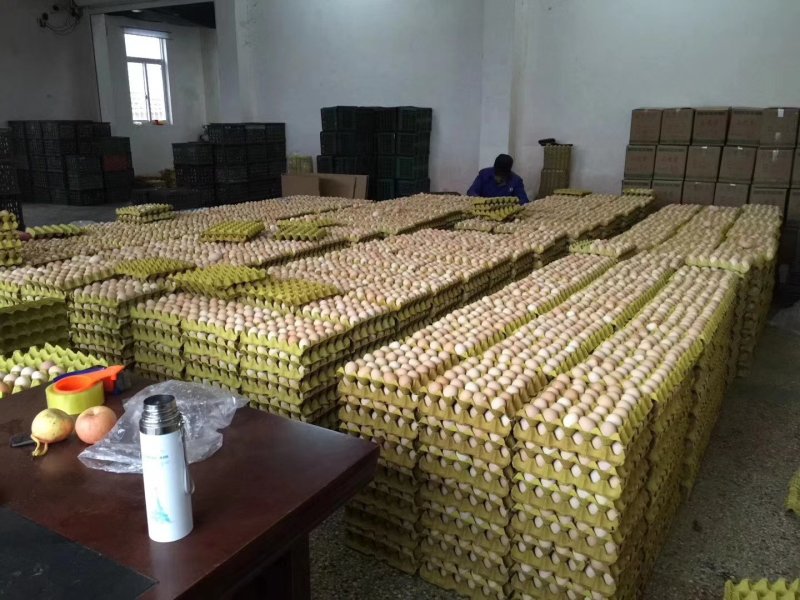 精品土鸡蛋，绿壳蛋360、480枚装鸡蛋批发