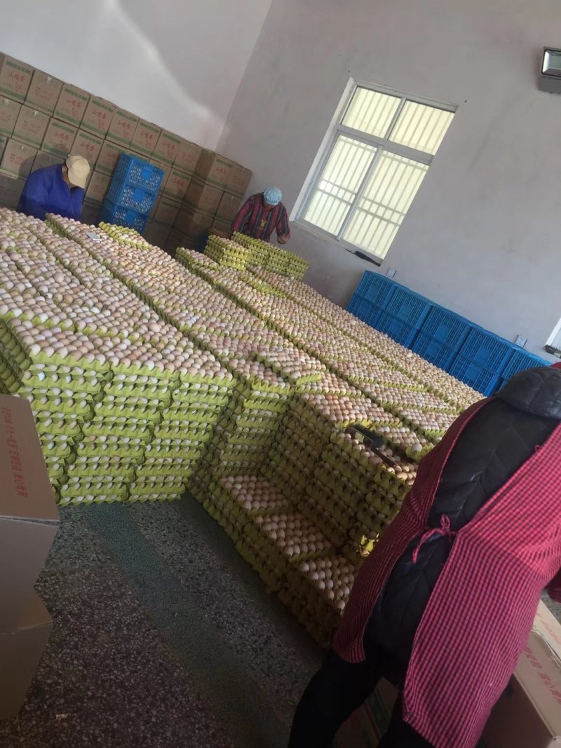 精品土鸡蛋，绿壳蛋360、480枚装鸡蛋批发