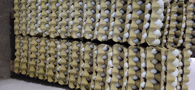 精品土鸡蛋，绿壳蛋360、480枚装鸡蛋批发