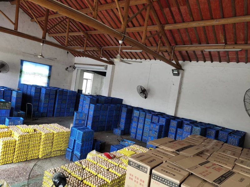 精品土鸡蛋，绿壳蛋360、480枚装鸡蛋批发