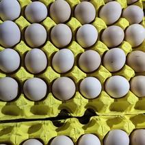 精品土鸡蛋，绿壳蛋360、480枚装鸡蛋批发