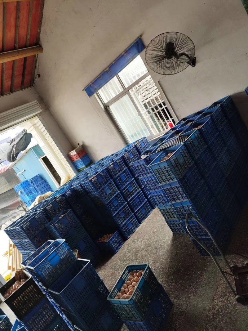 精品土鸡蛋，绿壳蛋360、480枚装鸡蛋批发