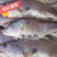 【渊品水产】养马岛海捕鮸鱼白米鱼灰米鱼