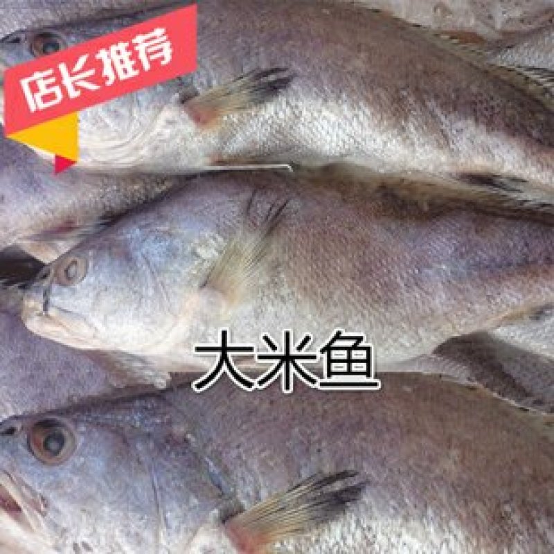 【渊品水产】养马岛海捕鮸鱼白米鱼灰米鱼