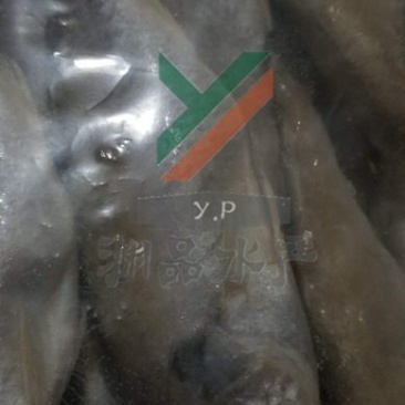 【渊品水产】养马岛海捕鮸鱼白米鱼灰米鱼