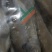 【渊品水产】养马岛海捕鮸鱼白米鱼灰米鱼