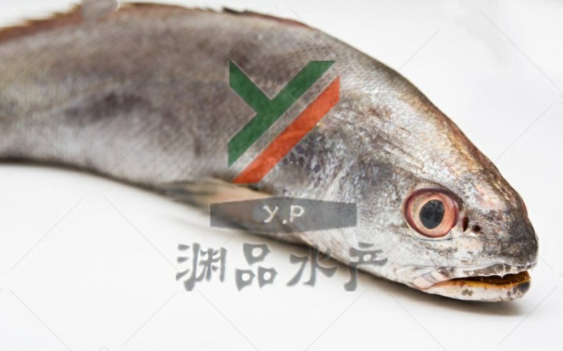 【渊品水产】养马岛海捕鮸鱼白米鱼灰米鱼