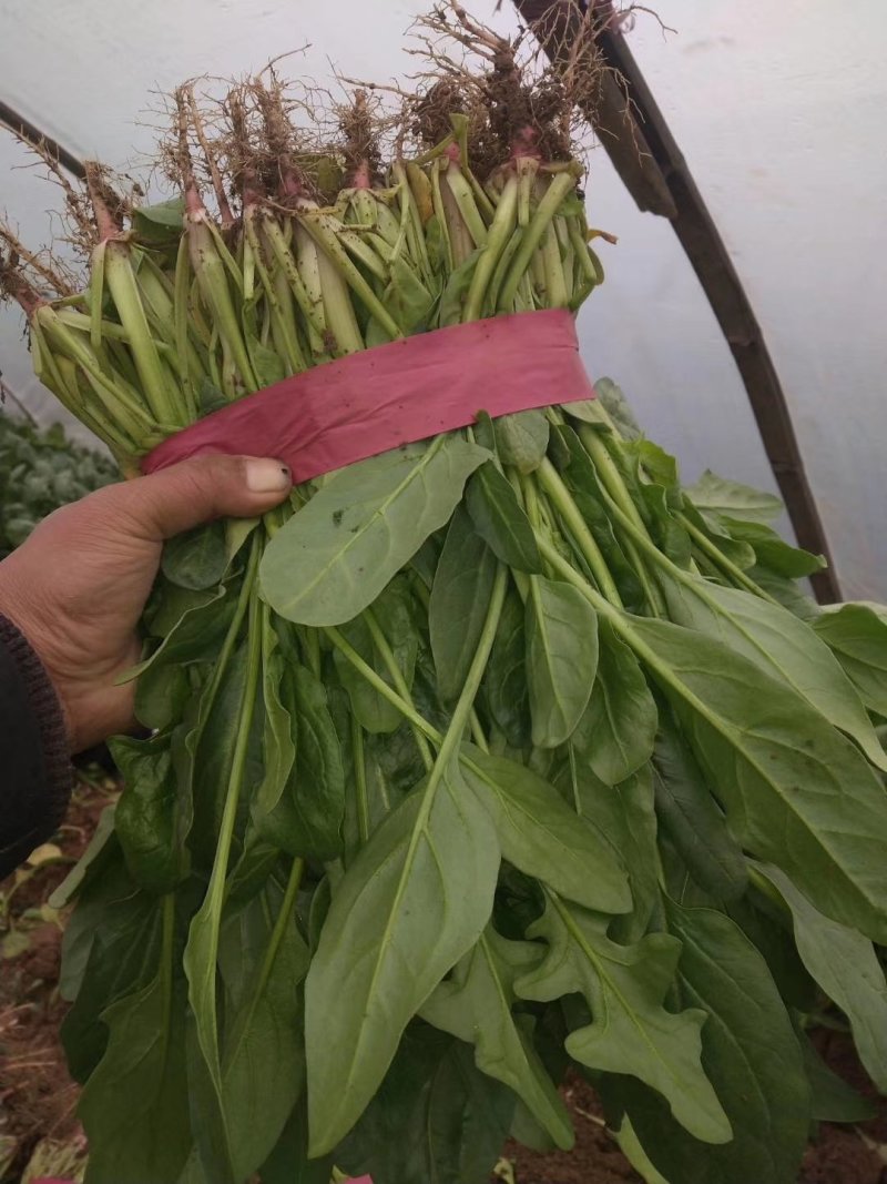 菠菜，万亩蔬菜基地，各种蔬菜大量供应中，需要的联系