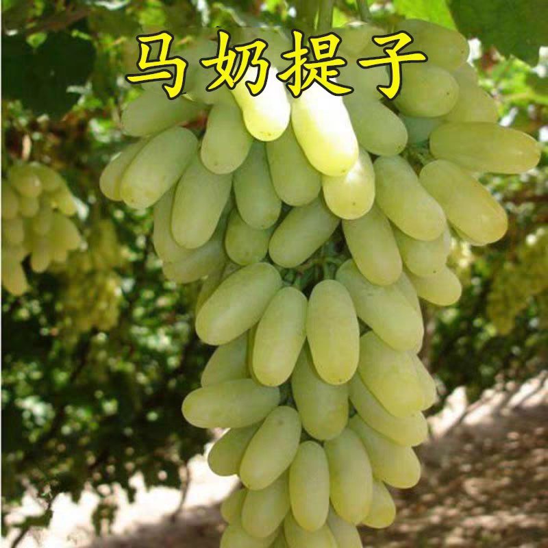 马奶提子葡萄苗核小果质甜脆甘甜可口