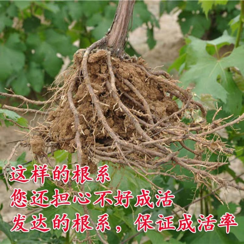 马奶提子葡萄苗核小果质甜脆甘甜可口