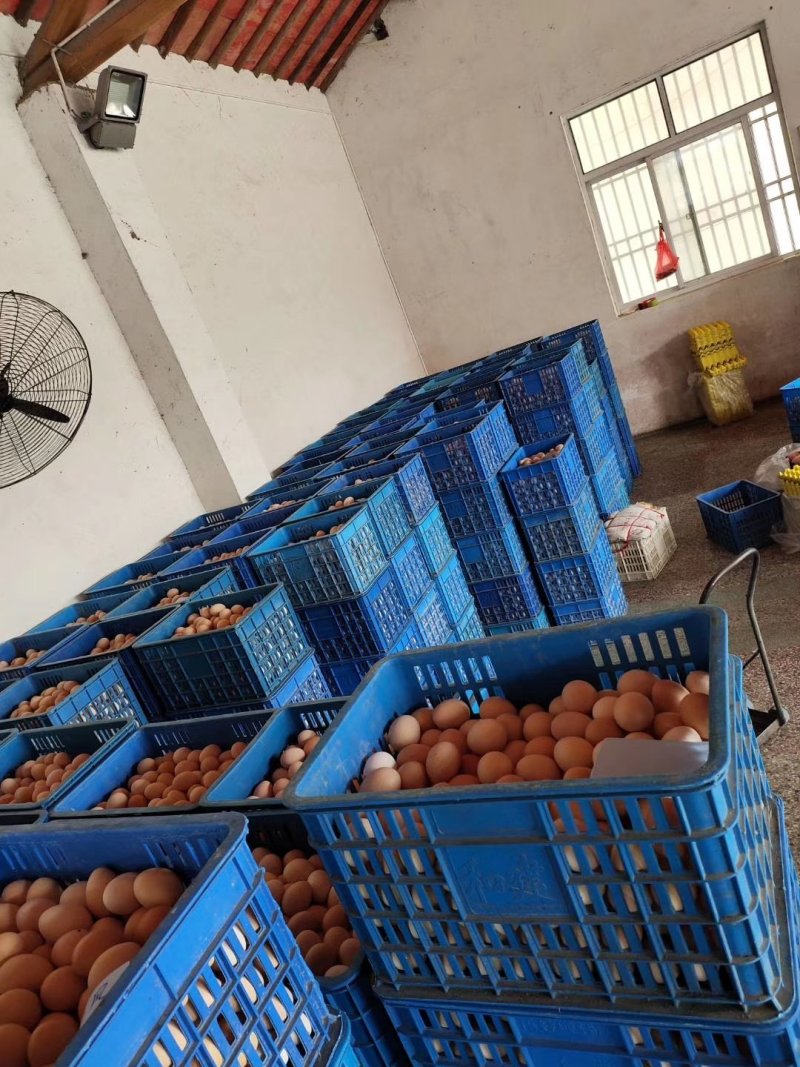 土鸡蛋山鸡蛋柴鸡蛋初生蛋480枚装鸡蛋批发