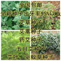 艾草种子，保证出芽率可货到付款